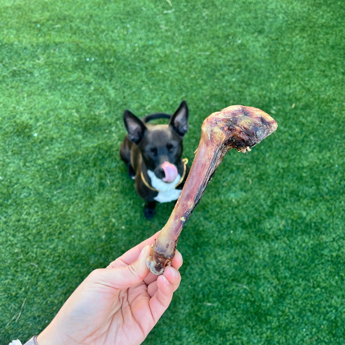 Air-Dried Lamb Foretrotter