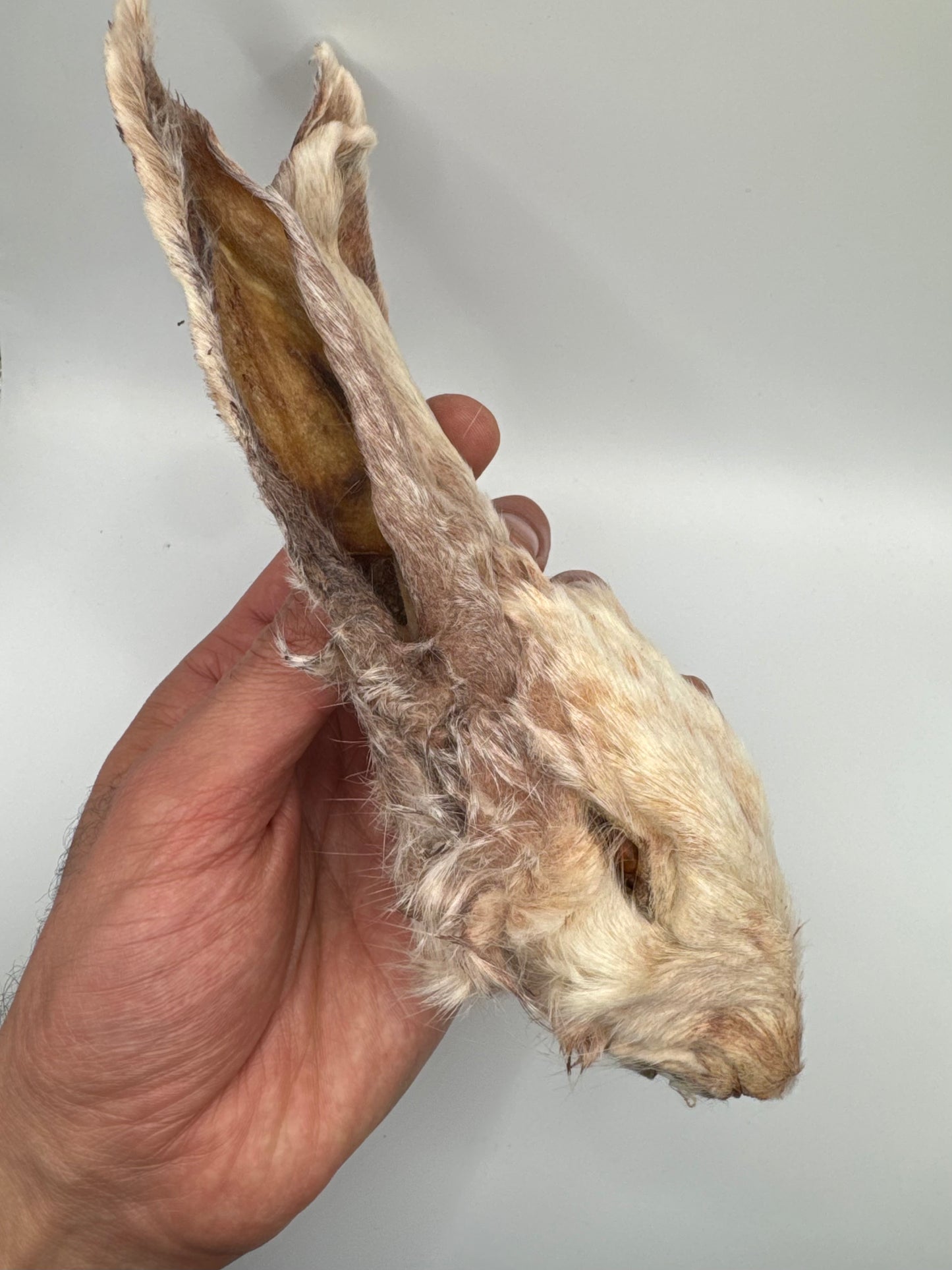 Dehydrated Rabbit Head