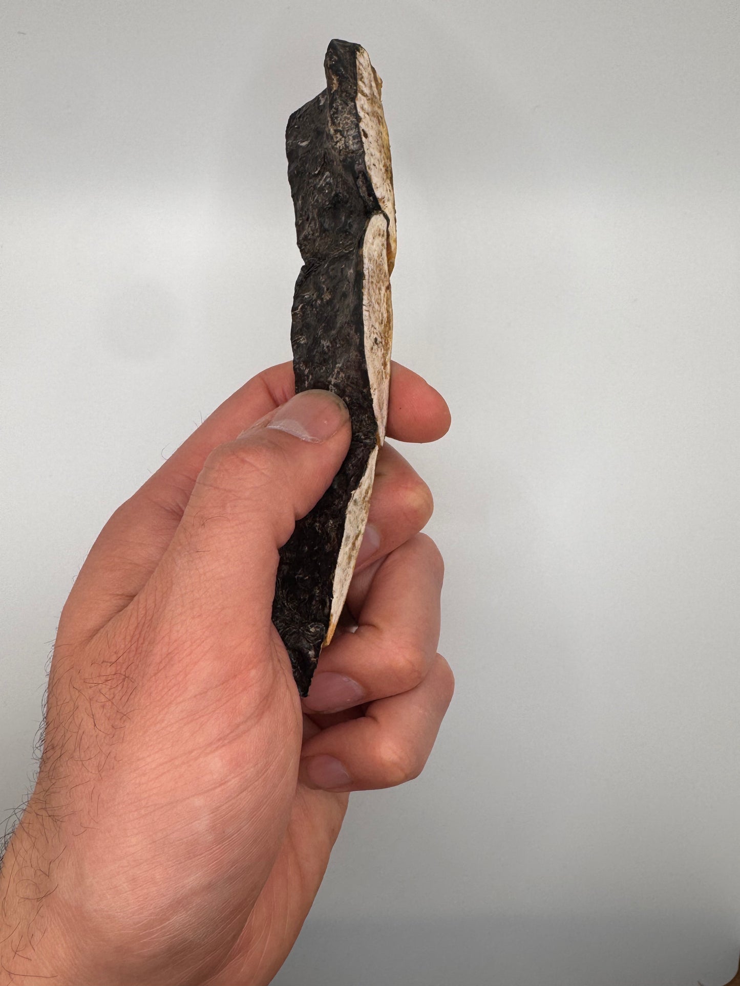 Dehydrated Gator Munch