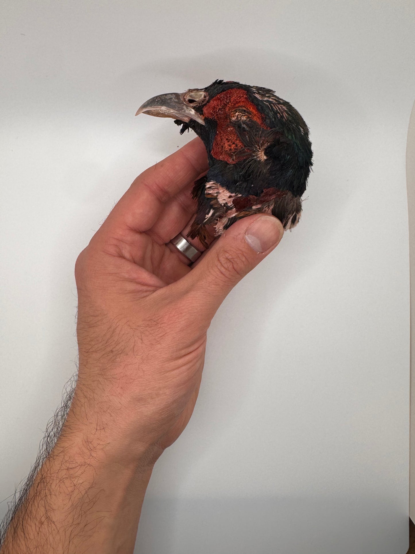 Freeze-Dried Pheasant Heads