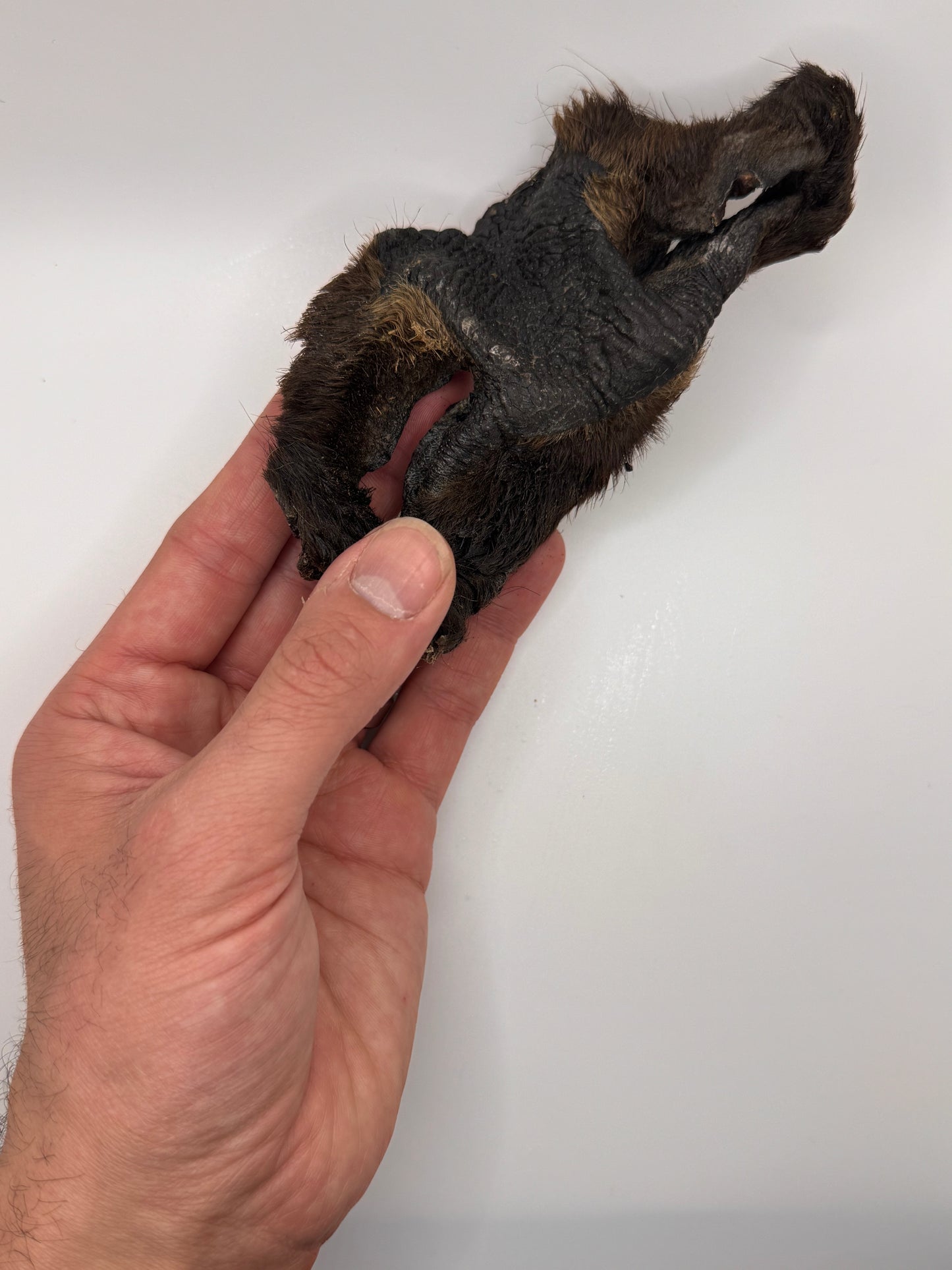 Air-Dried Bison Snouts