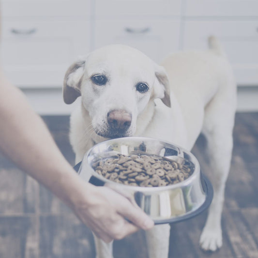 Dog smelling a bowl of dog food