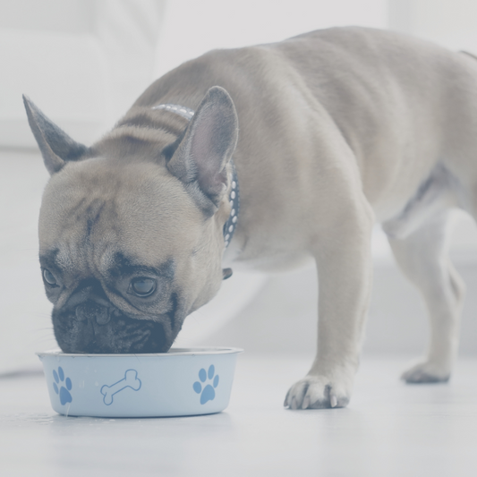 French bulldog eating from a dog bowl