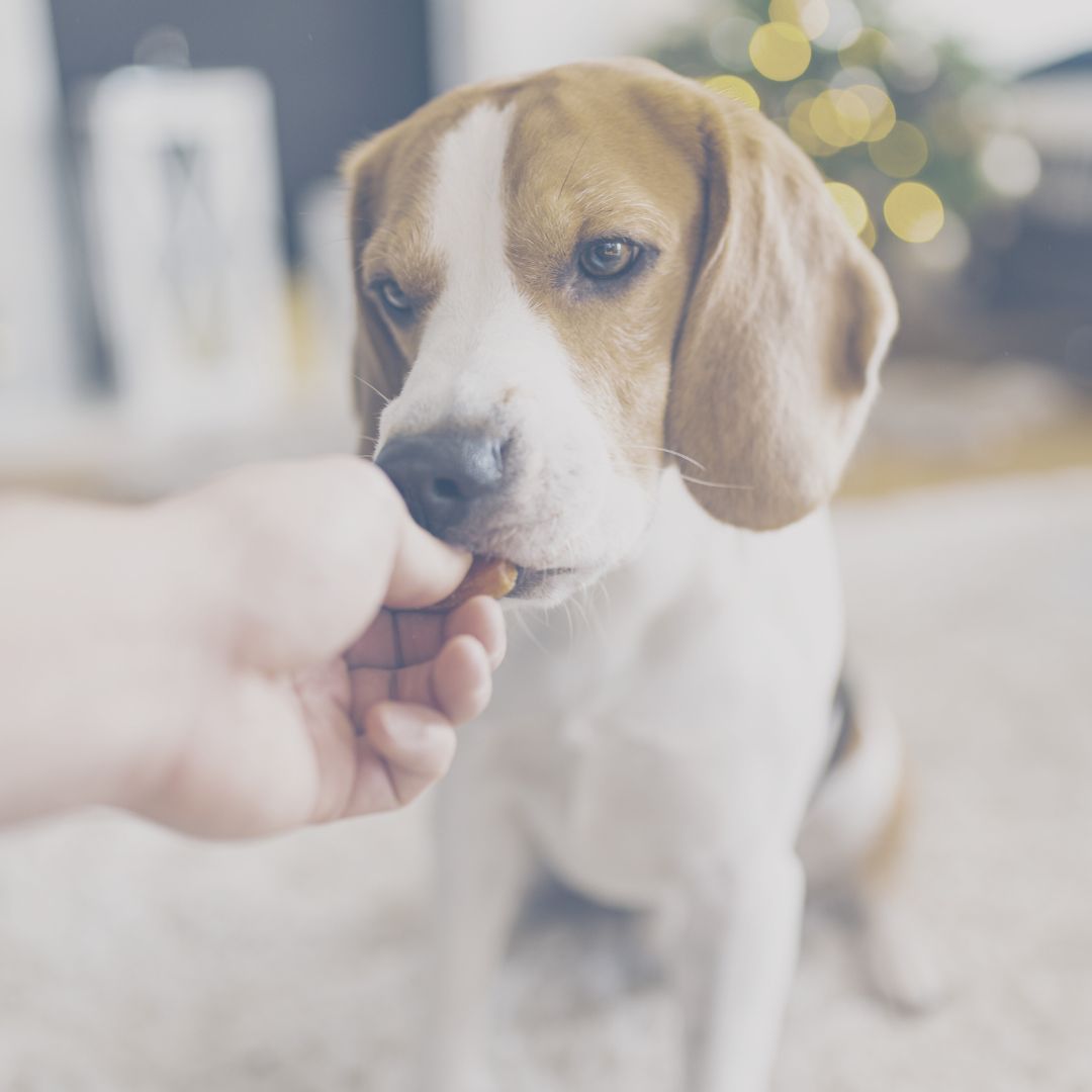 Image of a dog getting fed a treat by hand.