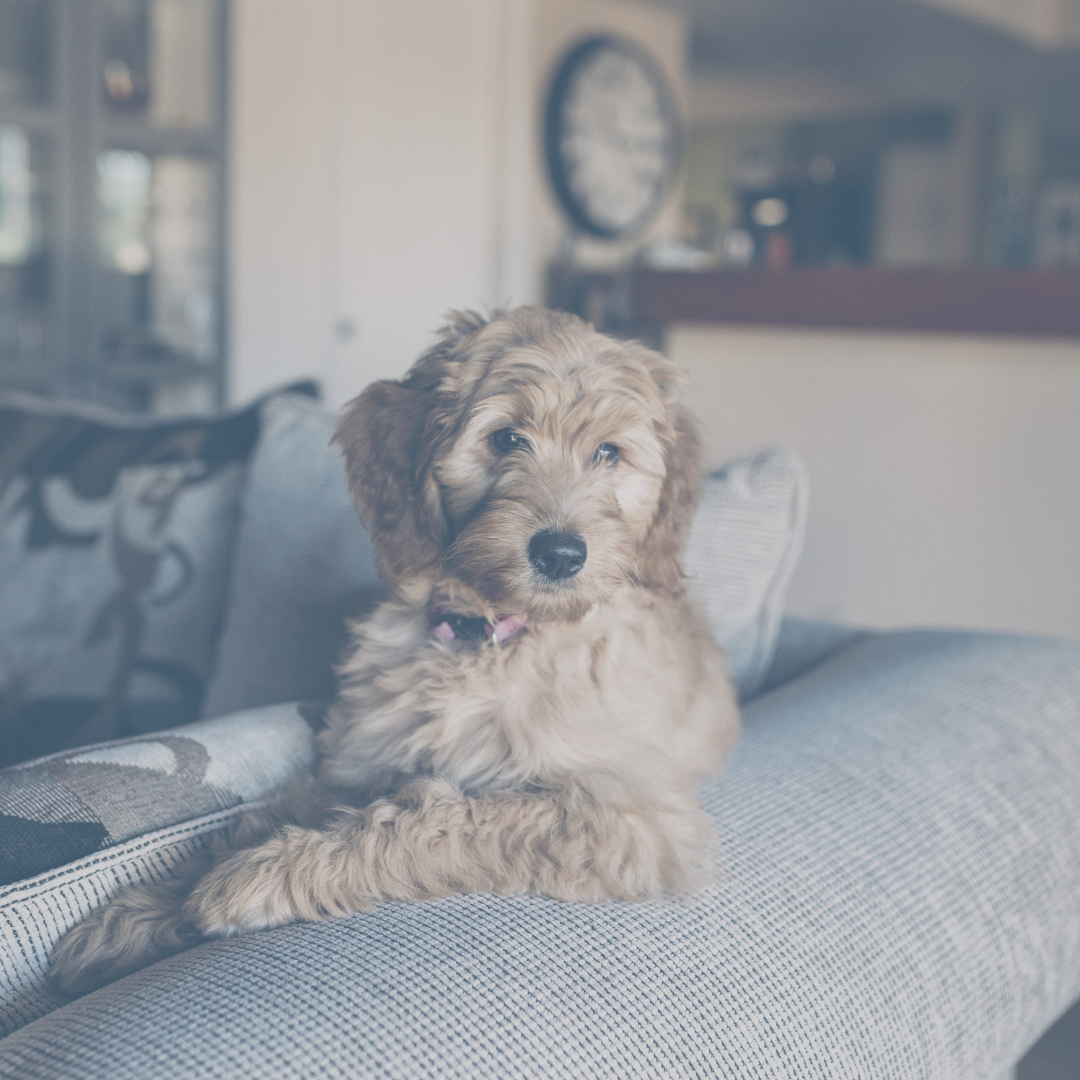 Dog sitting on a couch in an apartment