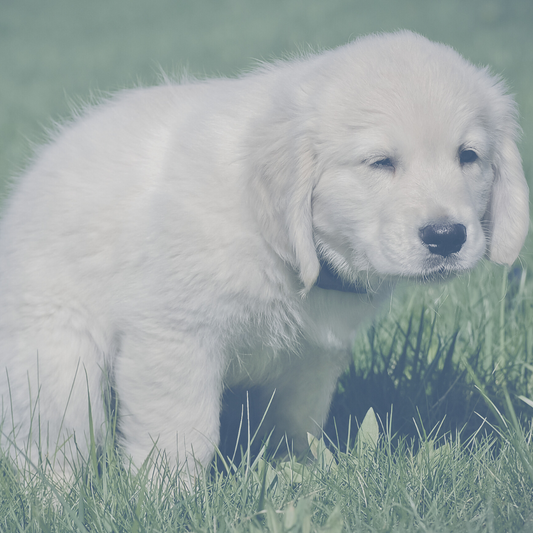 dog outside on grass squatting in attempt to use the restroom