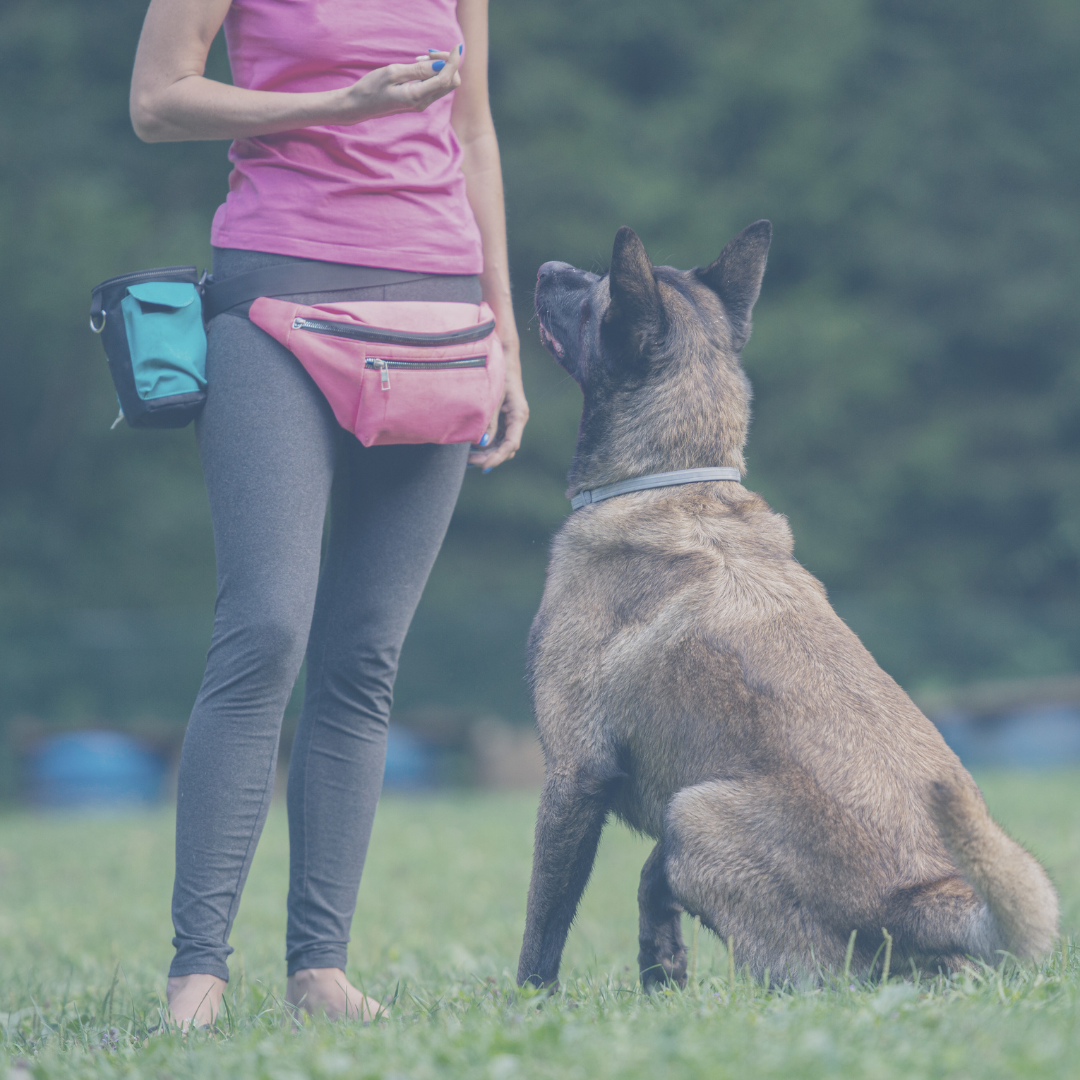 Dog, sitting waiting for a treat while getting trained.