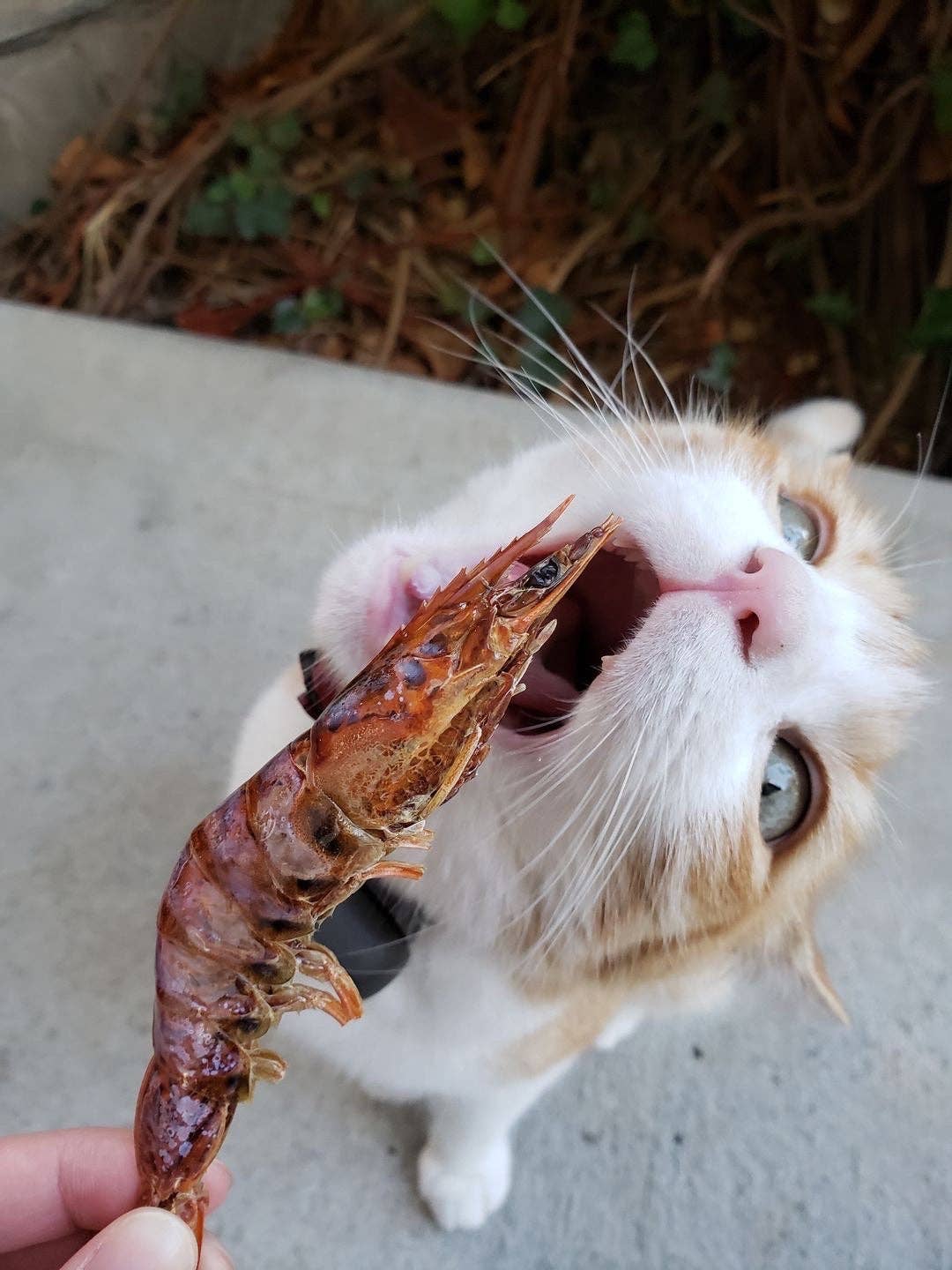 Shrimp