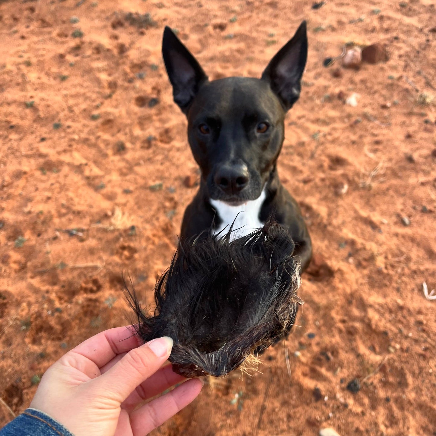 dog sitting waiting to get boar ear treat