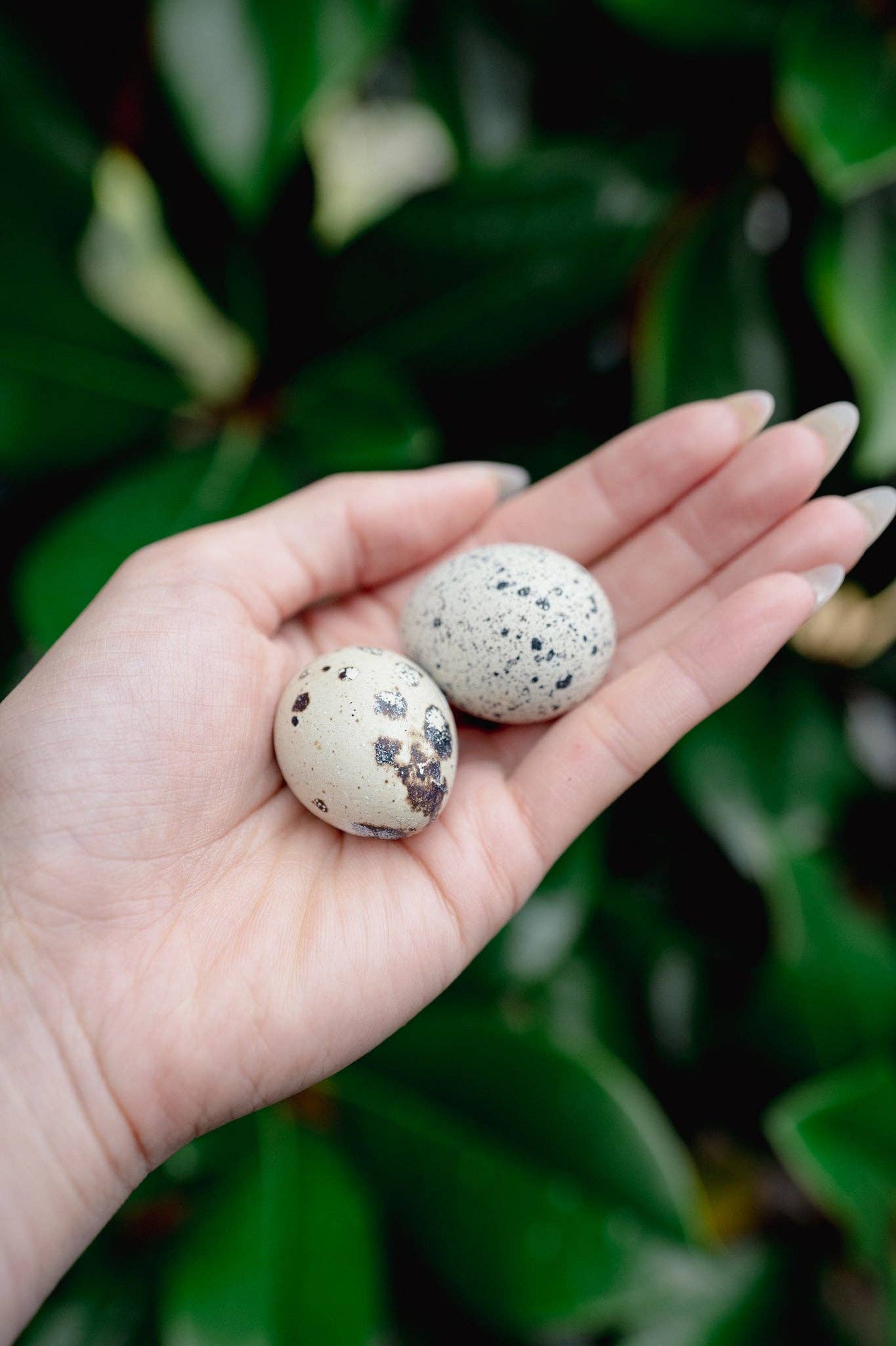 Whole Quail Eggs - Freeze Dried