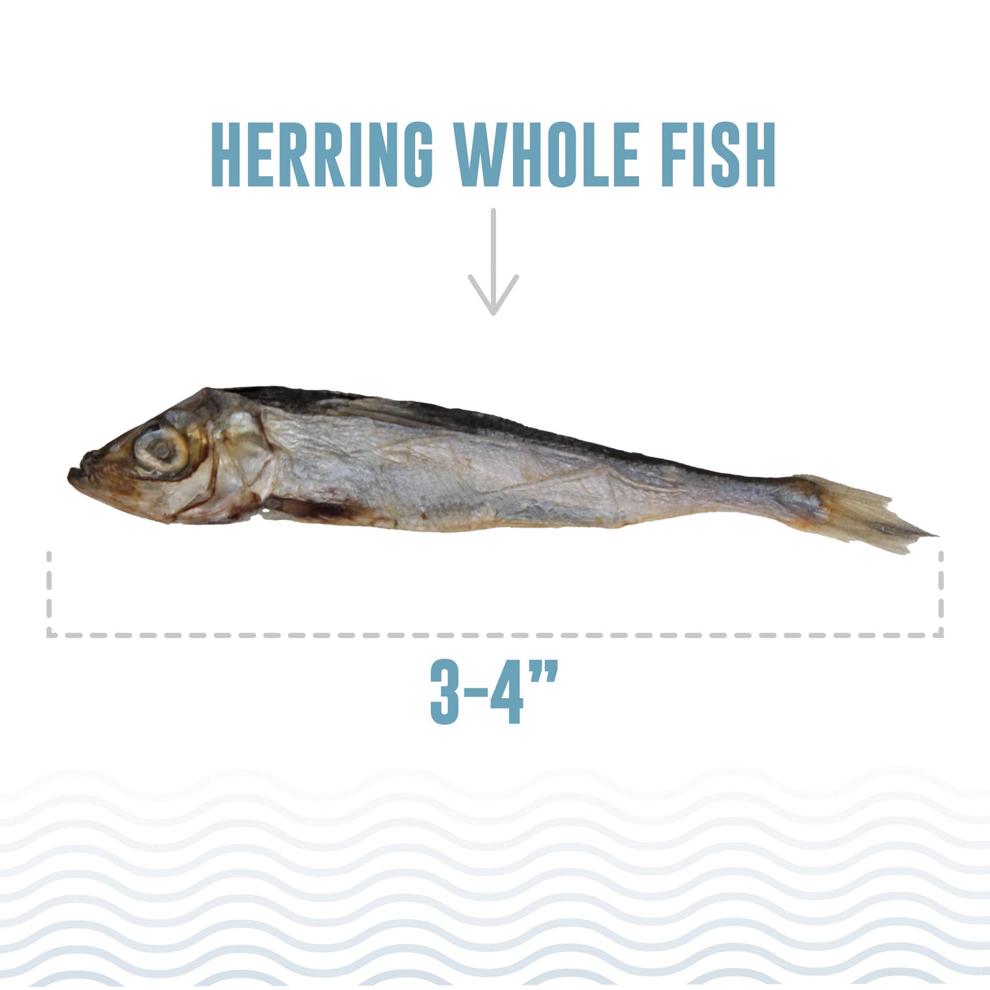 Icelandic+ Herring Whole Fish