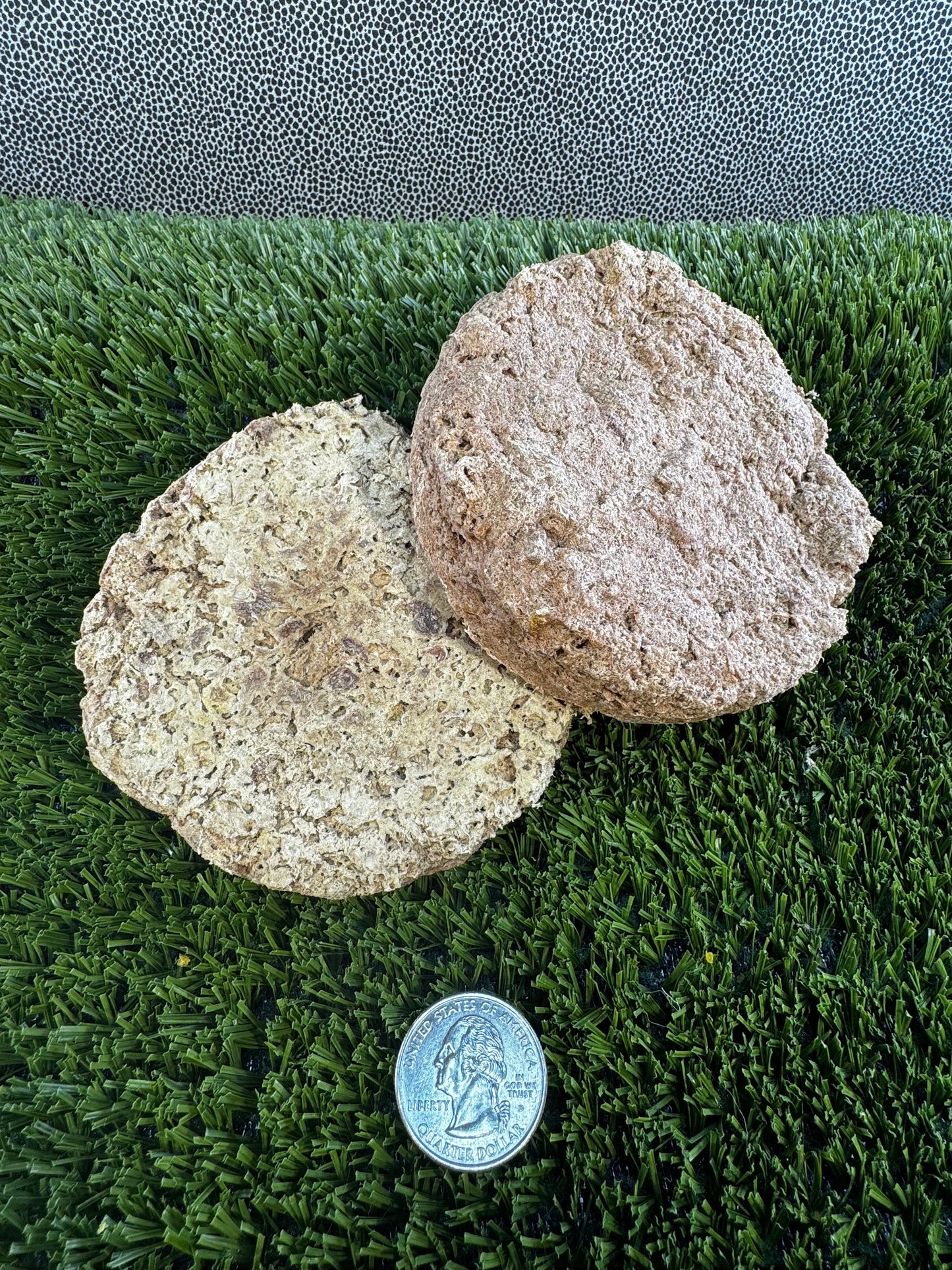Two round beef cake treats on artificial grass with a coin for scale.
