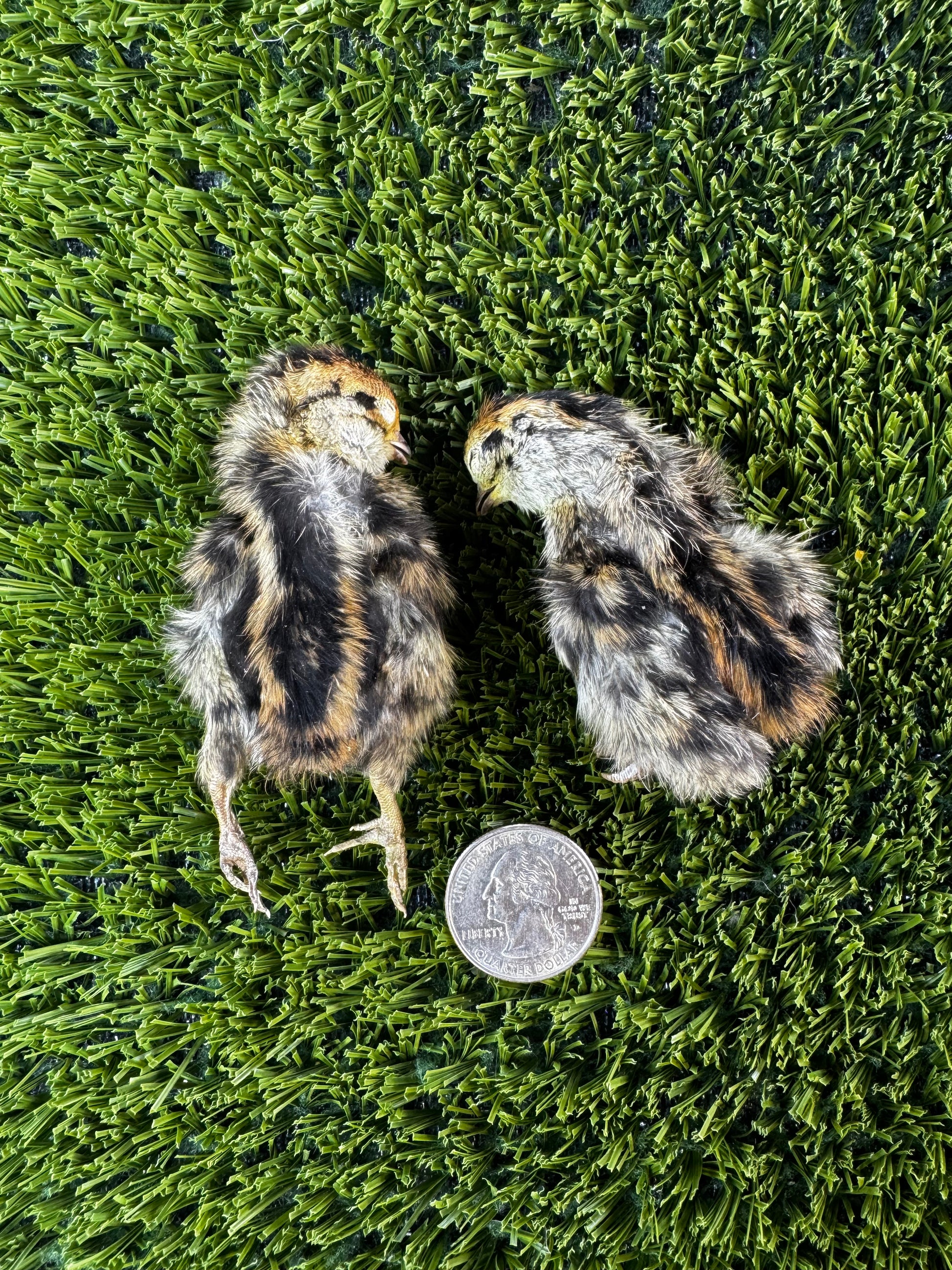 Freeze dried day old quail dog treats