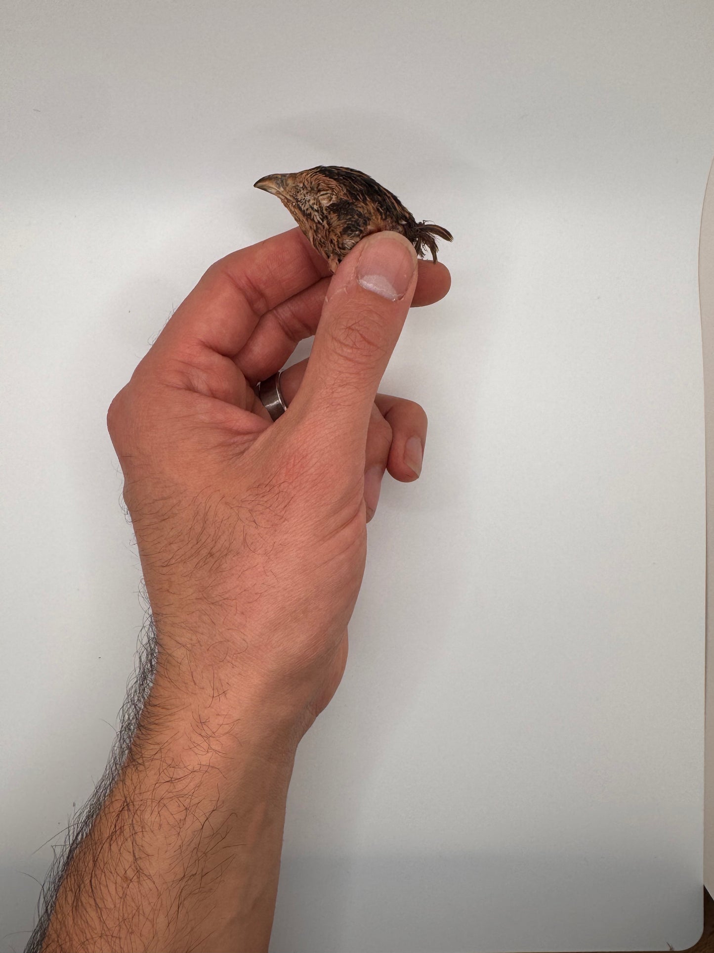 Freeze-Dried Quail Heads